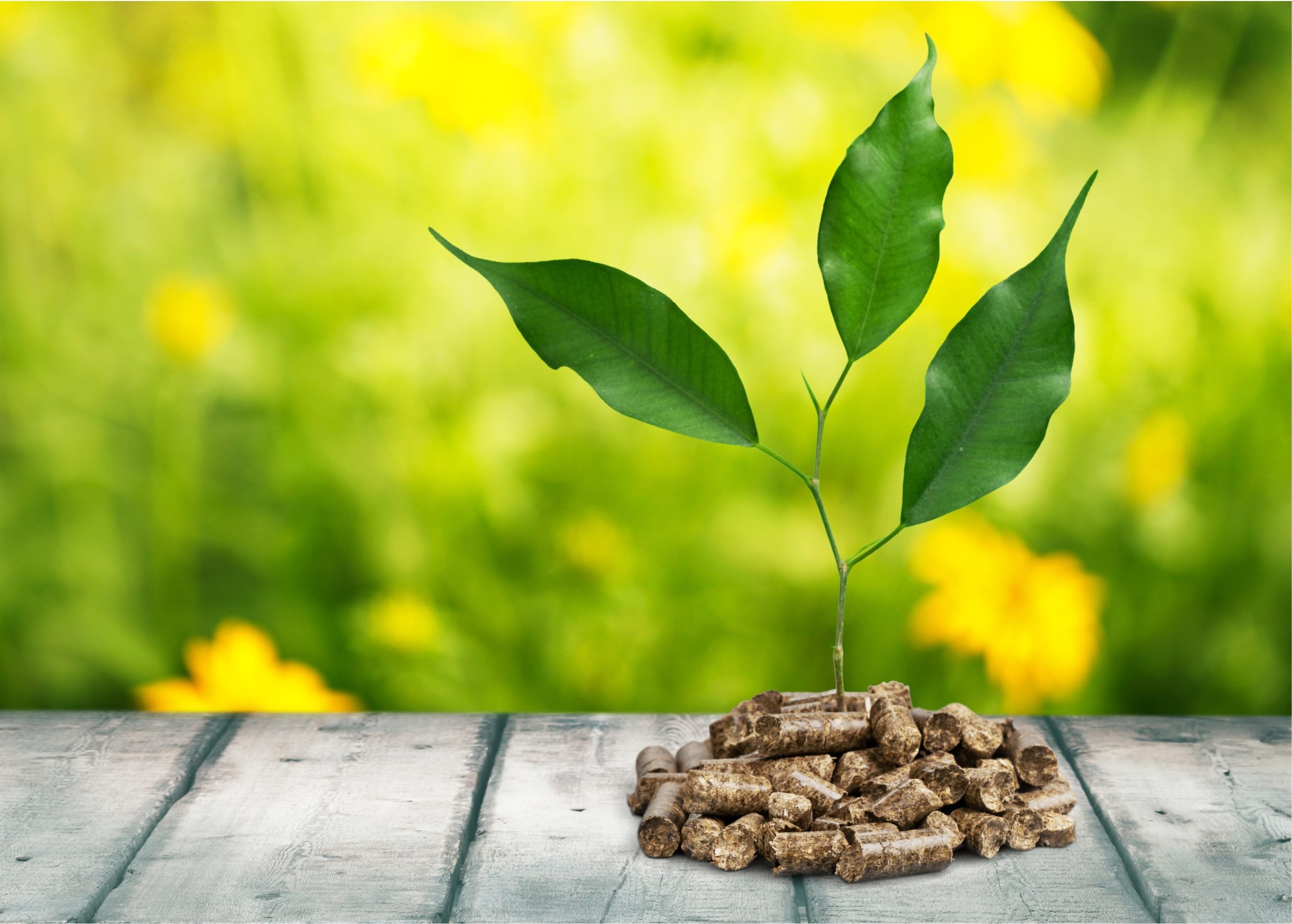 Insuring Biomass Plants